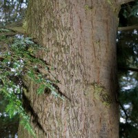 Western Hemlock